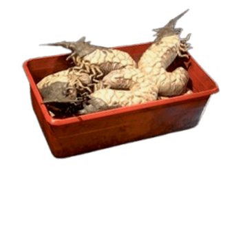 fallout 76 improved bait for sale